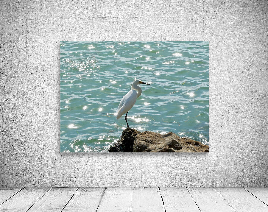 Bird 4 Wall Preview