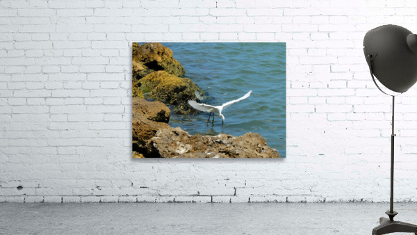 Bird 3 Wall Preview