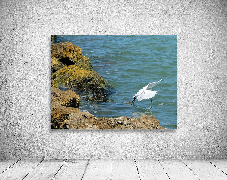 Bird 2 Wall Preview