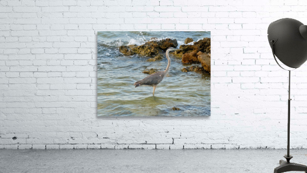 Bird  1  Wall Preview