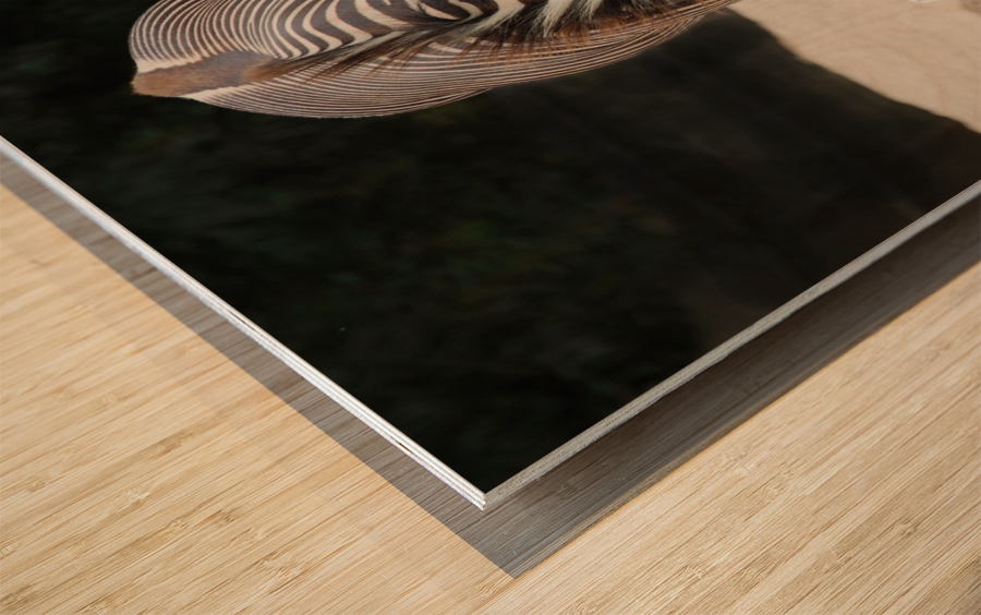 Zebra 1_00024 Wood print