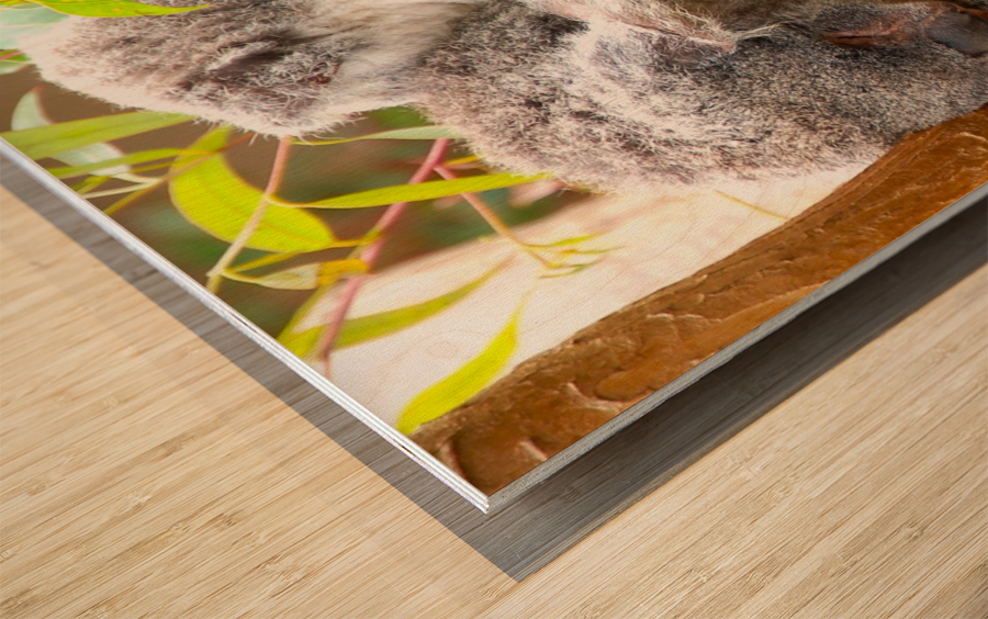 Koala 1_00013 Wood print