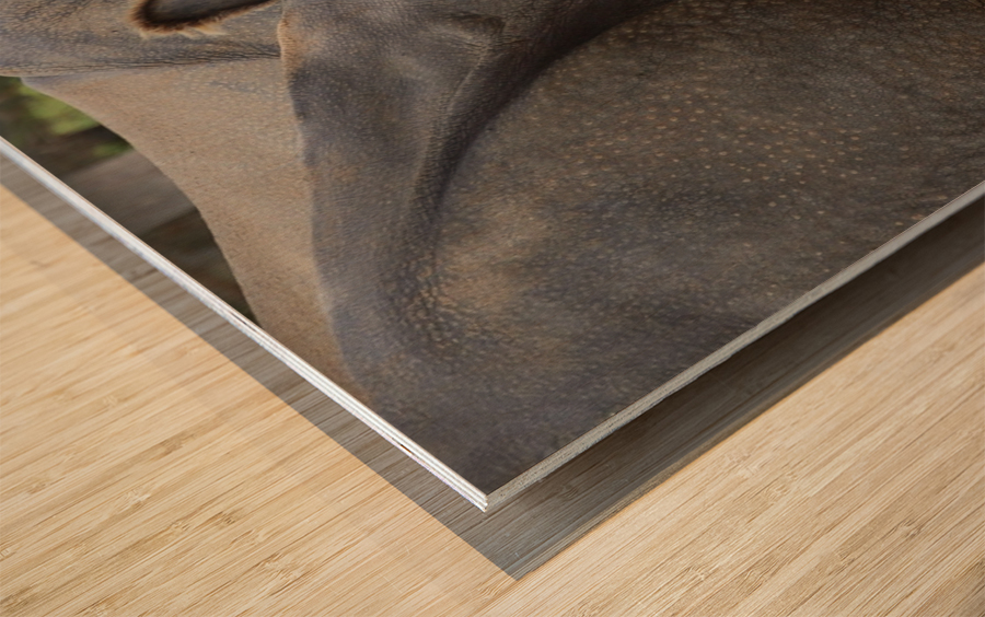 Rhino 1_00021 Wood print