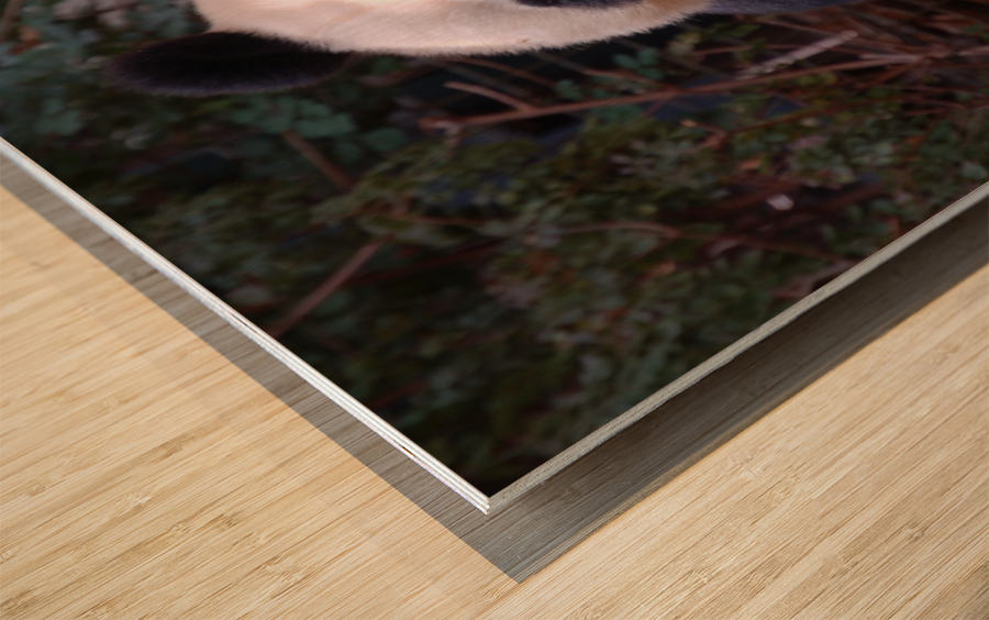 Panda 3_00017 Wood print