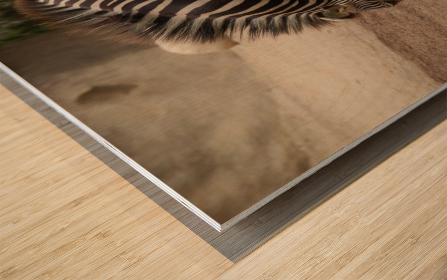 Zebra 2_00025 Wood print