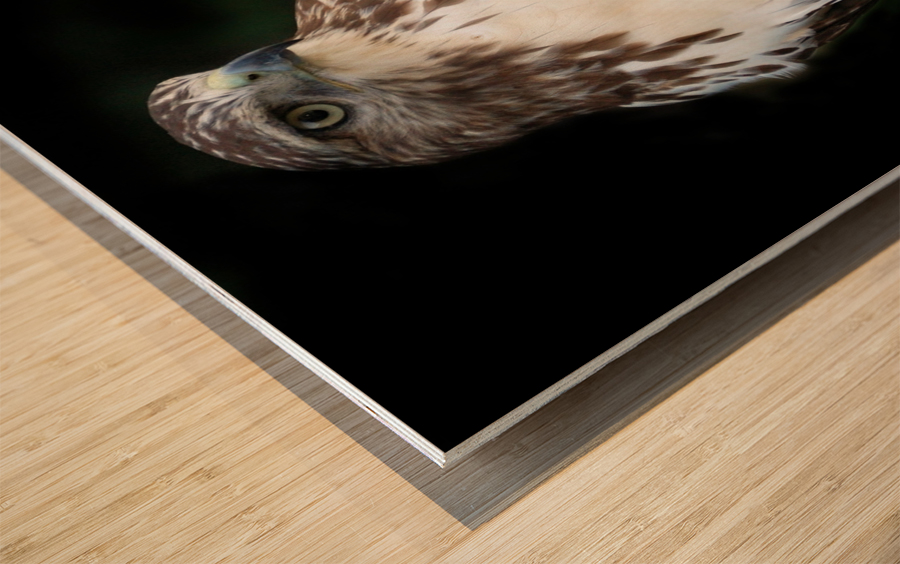 Hawk 01_00011 Wood print