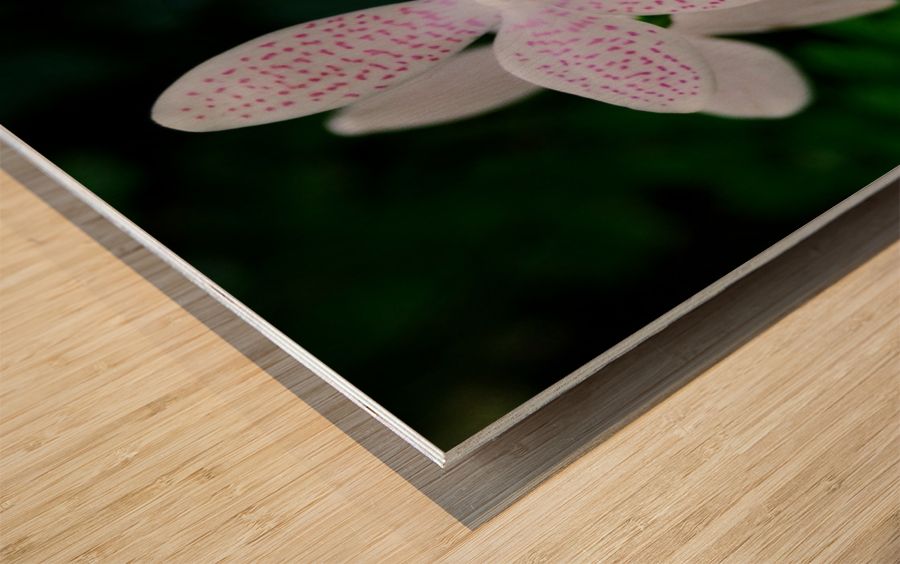 Orchid_00007 Wood print