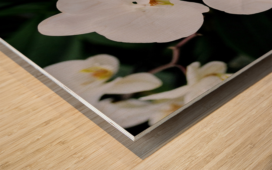 Orchid_00012 Wood print