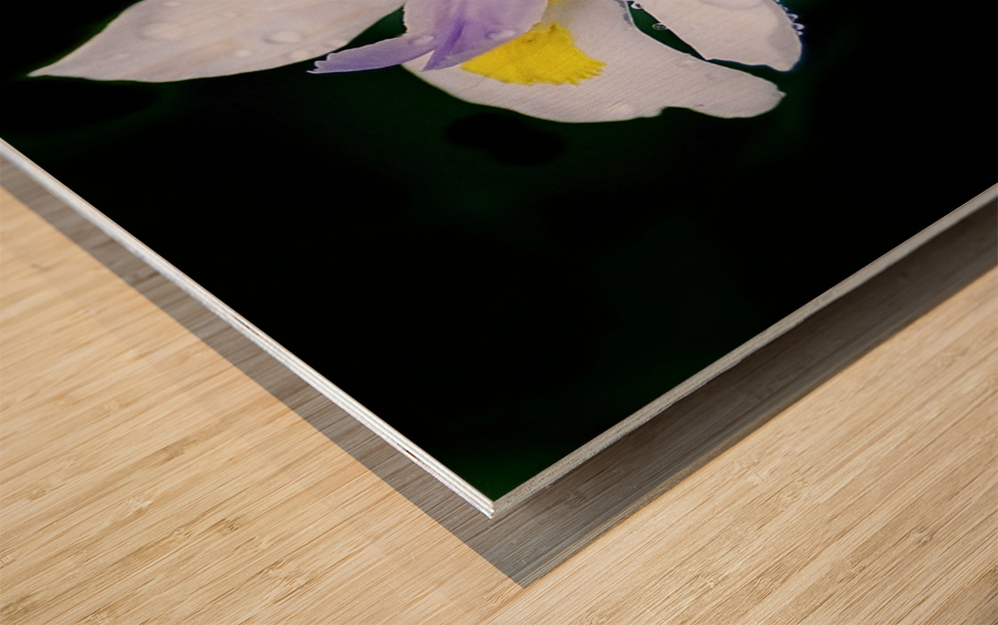 Orchid_00010 Wood print