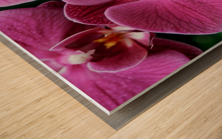 Orchid_00011 Wood print