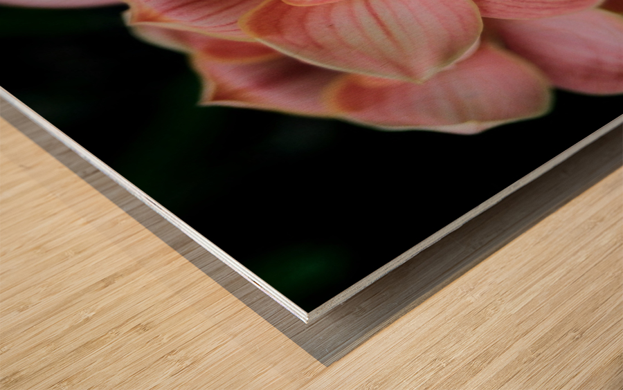 Orchid_00004 Wood print