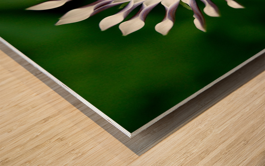 Flower Mix 08 Wood print