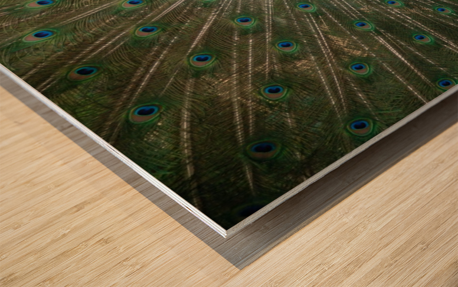 Peacock  Wood print