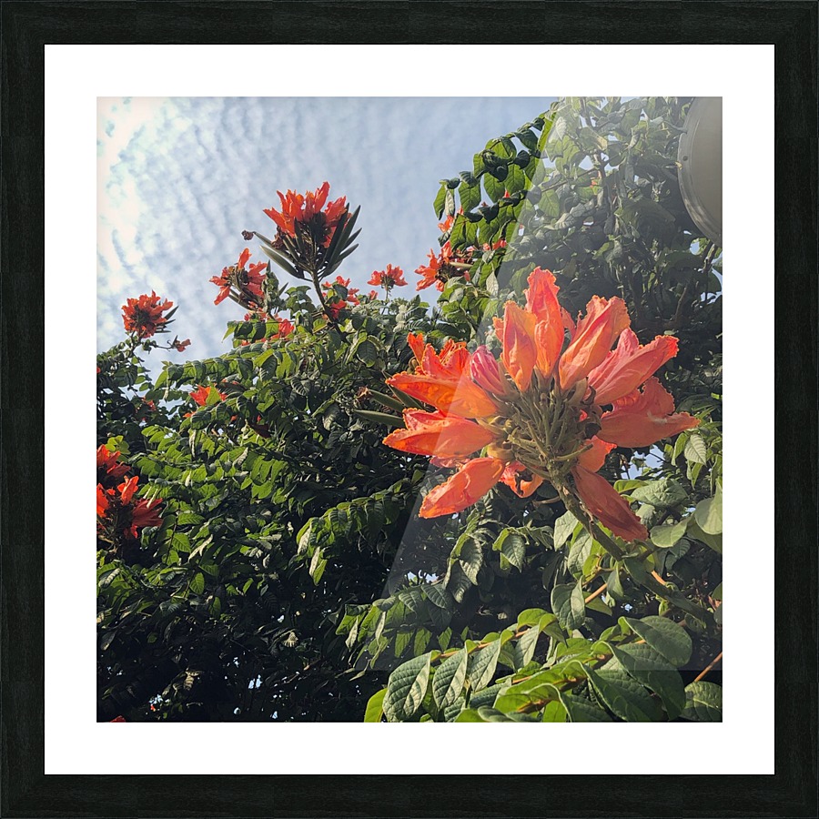 Brand New Picture Frame print