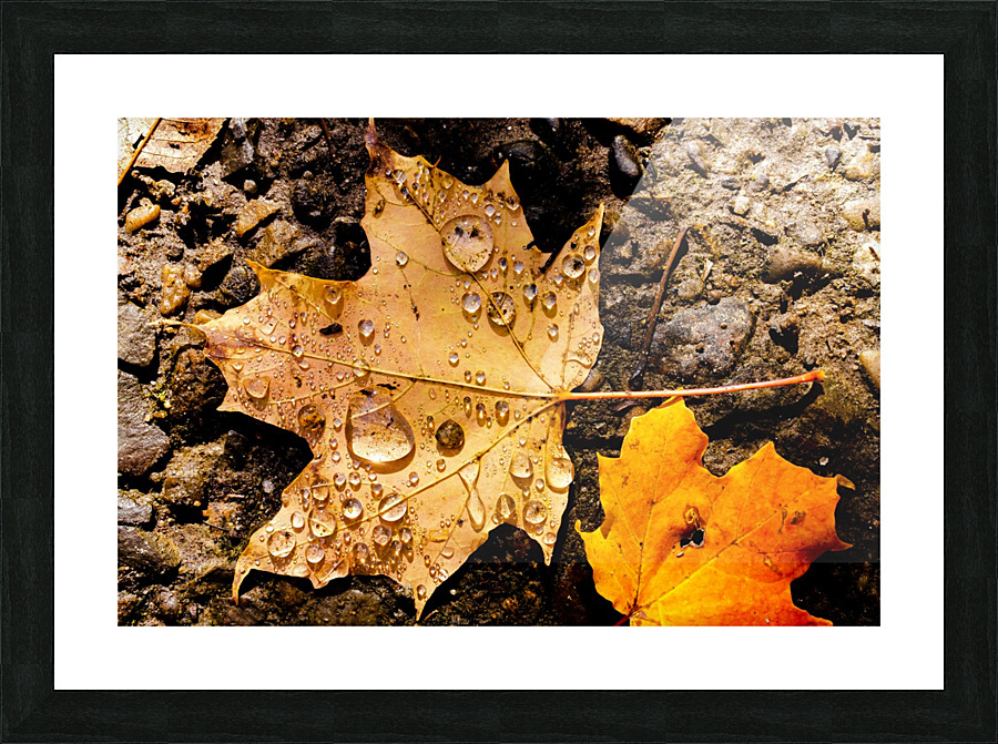 Montreal - Fall 2020 Picture Frame print