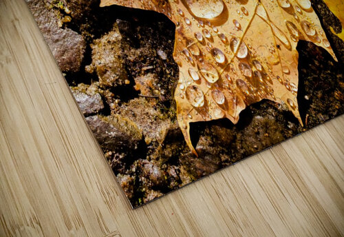 Montreal - Fall 2020 KCMii Photography - Ali El Kacemi puzzle