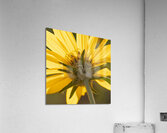 Pedals Acrylic Print