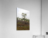 Clear Cut Survivor Acrylic Print