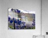 Invasive Lupine Acrylic Print