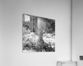Roots and Branches Acrylic Print