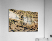 Joshua Tree Paths Acrylic Print