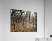 brambles Acrylic Print