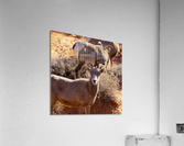 goat Acrylic Print