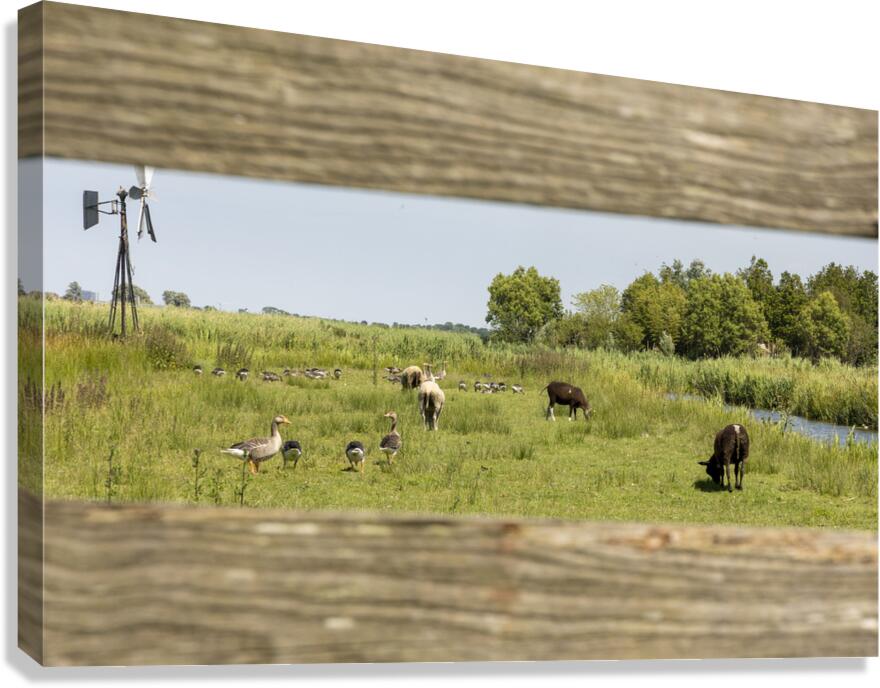 On the Farm Canvas Print
