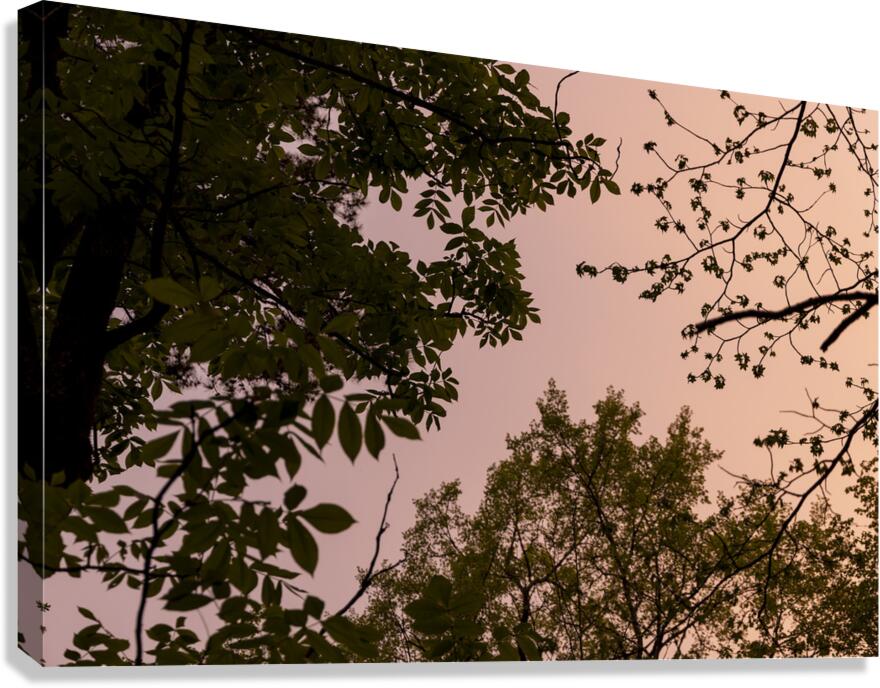 Arkansas Warmth Canvas Print