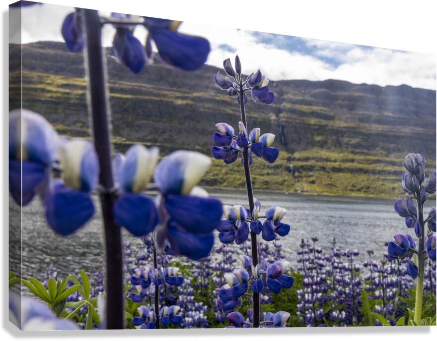 Invasive Lupine Canvas Print