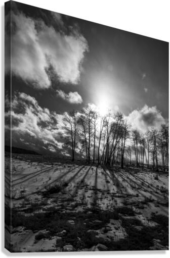 Long Shadows at Dusk Canvas Print