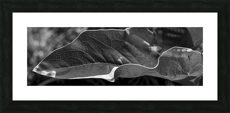  MG 3938 Picture Frame print