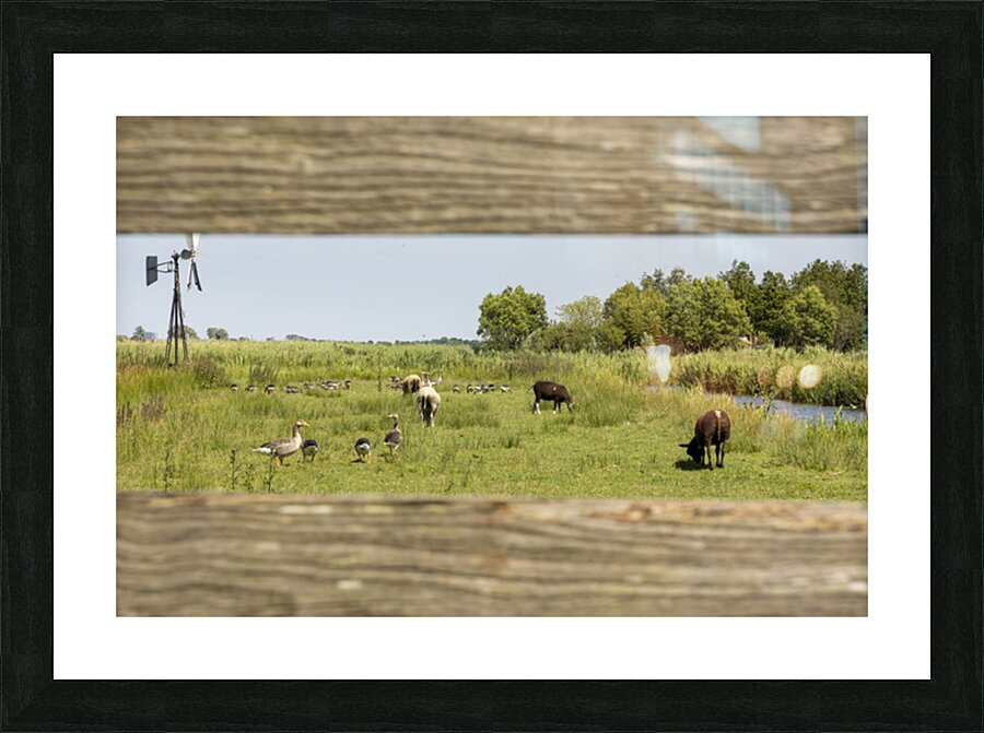 On the Farm Picture Frame print