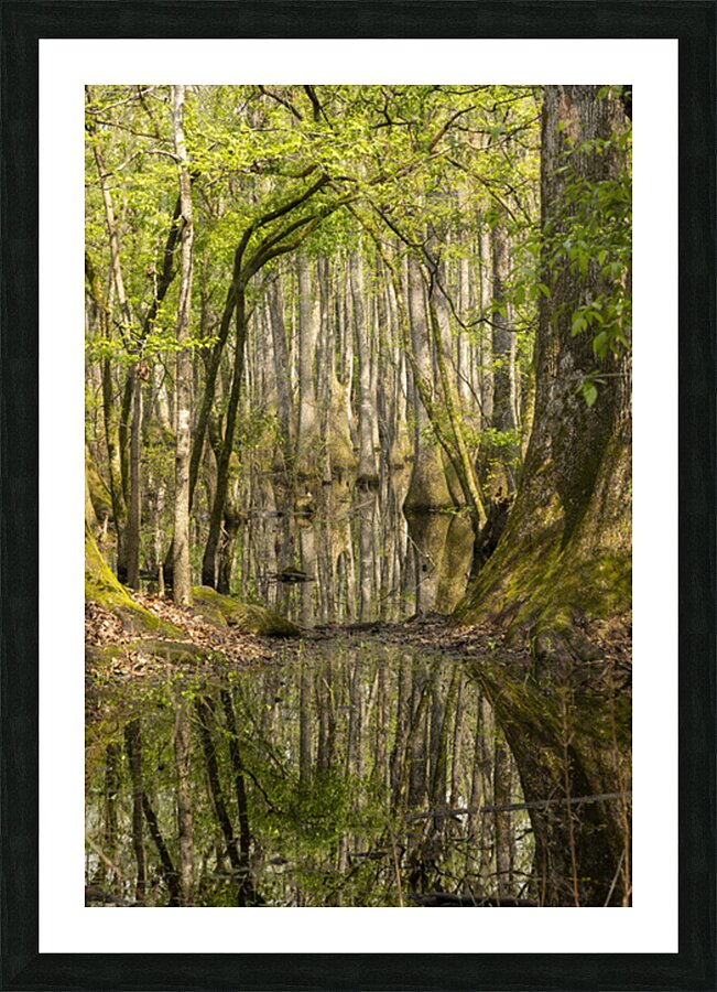 Forrest though the Trees Picture Frame print