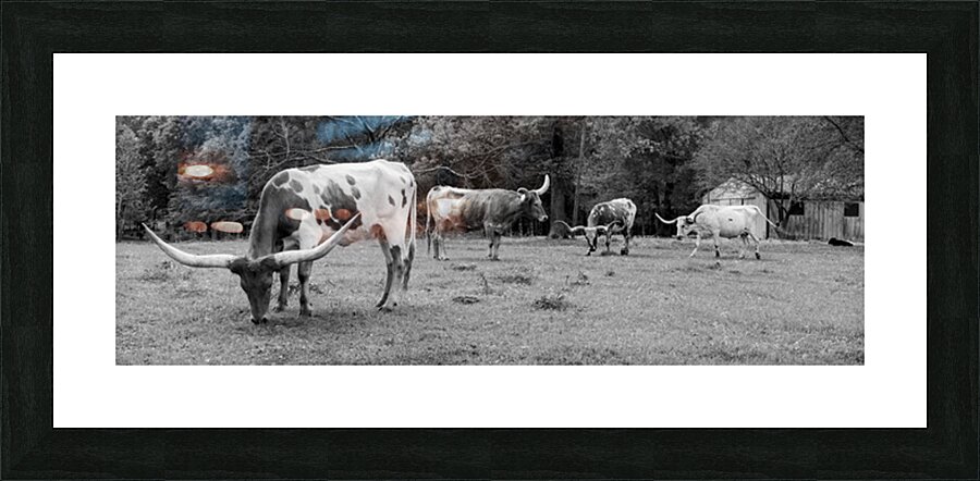 Long Horns Picture Frame print