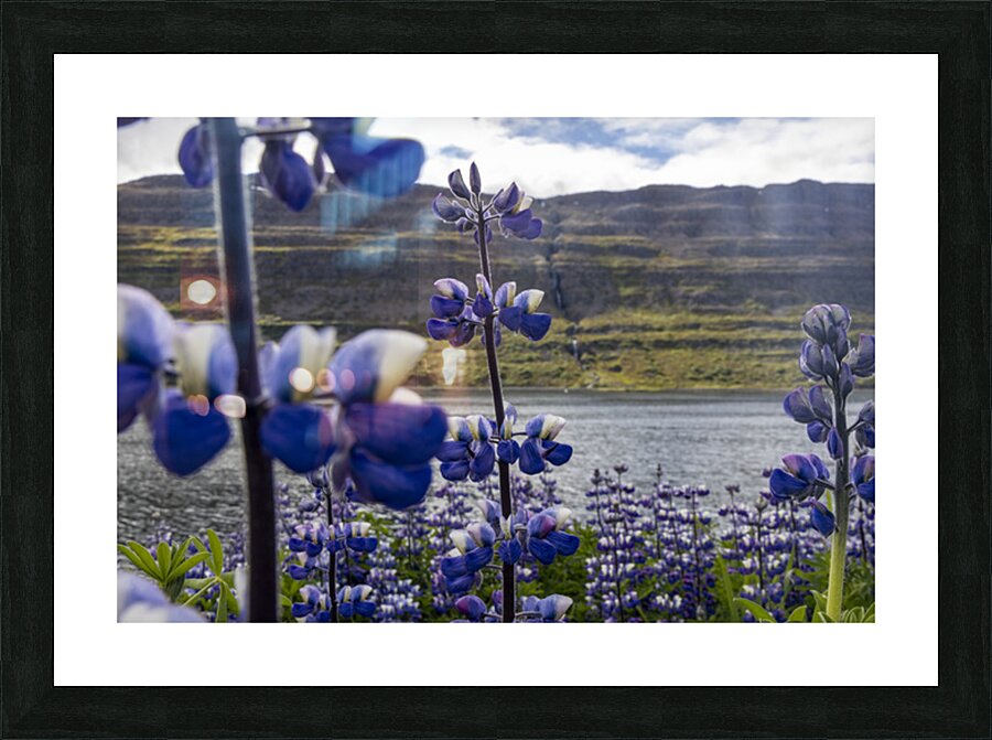 Invasive Lupine Picture Frame print