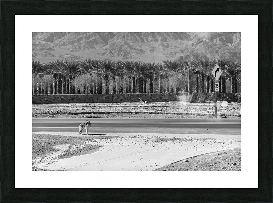 Yote in Oasis Picture Frame print