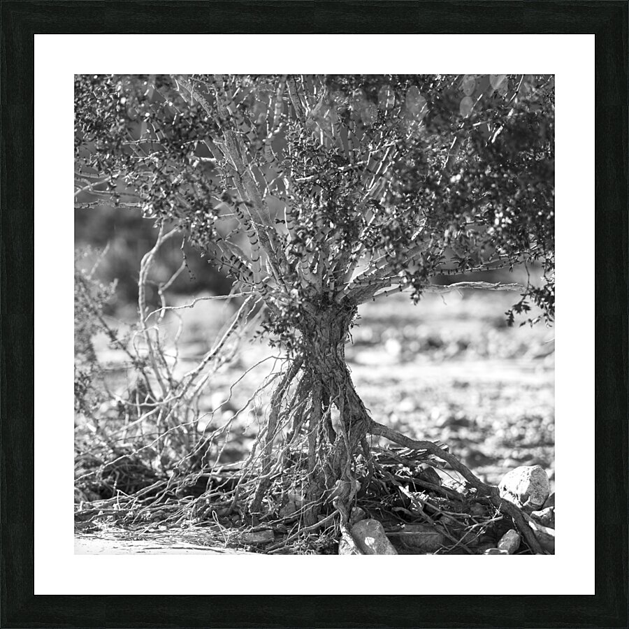 Roots and Branches Picture Frame print