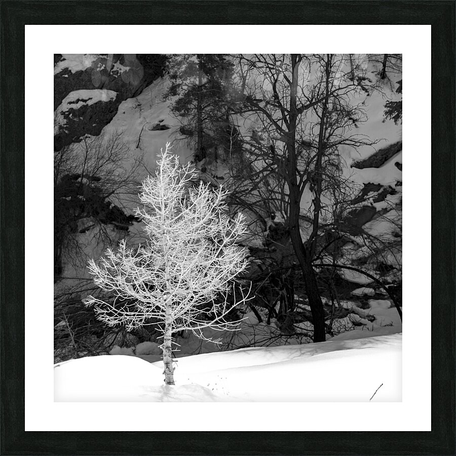 A Bright Sapling Picture Frame print