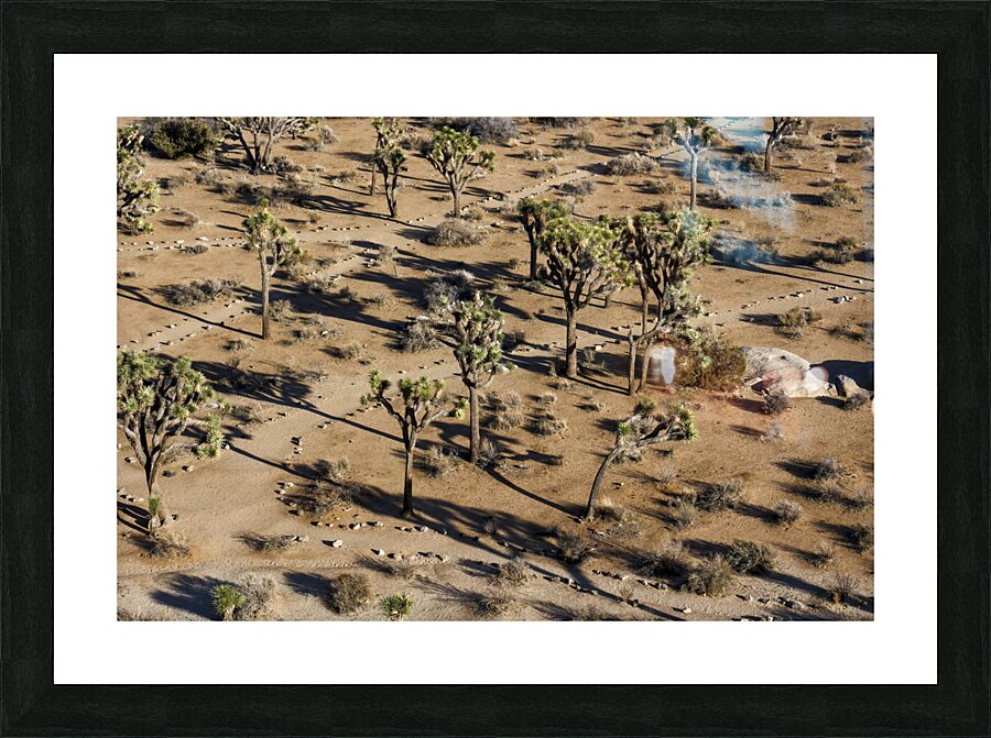Joshua Tree Paths Picture Frame print