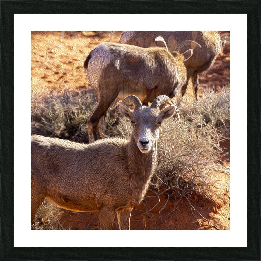 goat Picture Frame print