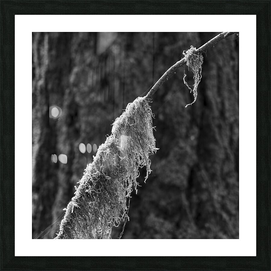 Mossy Twig Picture Frame print