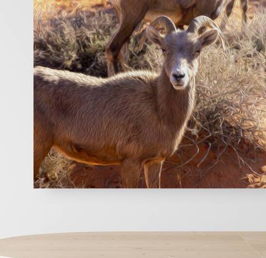 goat Reproduction