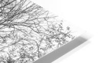 Wicked HD Metal print