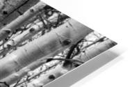 Aspen HD Metal print