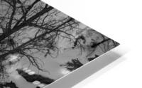 A Bright Sapling HD Metal print