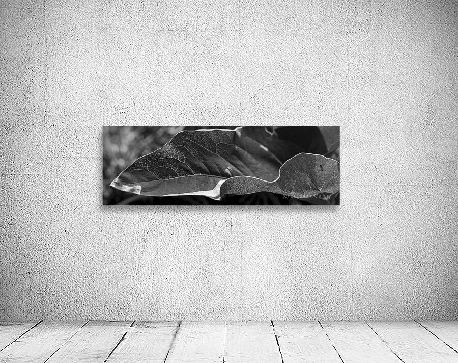  MG 3938 Wall Preview