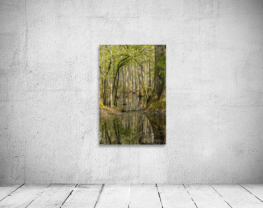 Forrest though the Trees Wall Preview