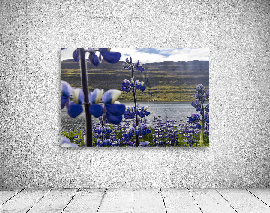 Invasive Lupine Wall Preview