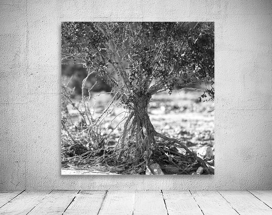 Roots and Branches Wall Preview